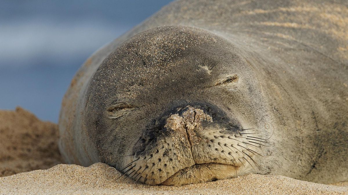 Los animales que podrían verse afectados son la tortuga marina, la ballena de Rice, la tortuga lora, el jaguar, el cóndor de California y la foca monje de Hawái