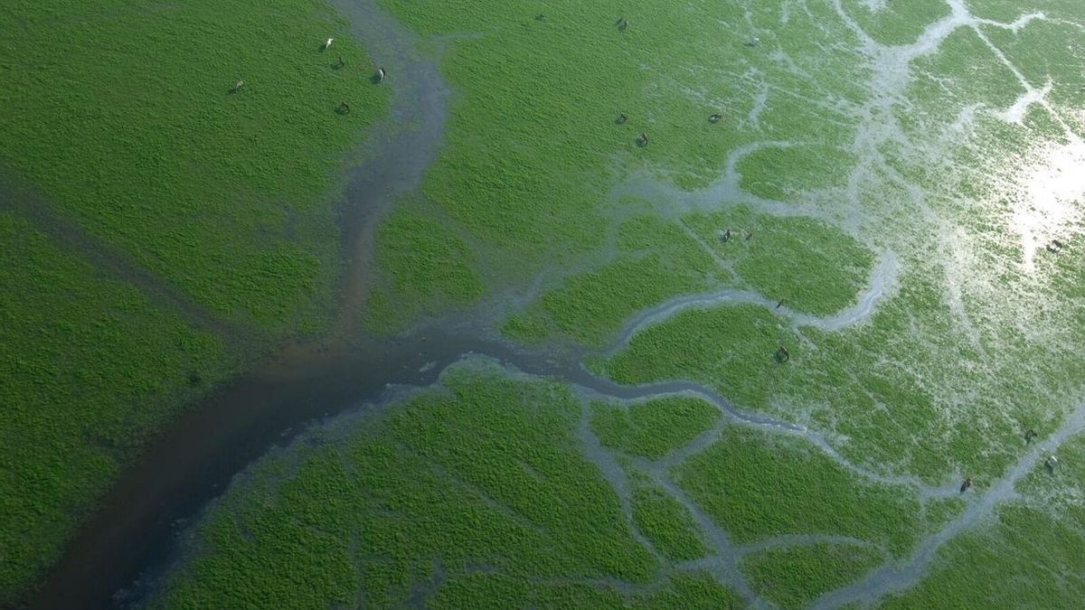 CHG reforzará el control en tres de las masas del acuífero de Doñana "en riesgo de no alcanzar buen estado cuantitativo"