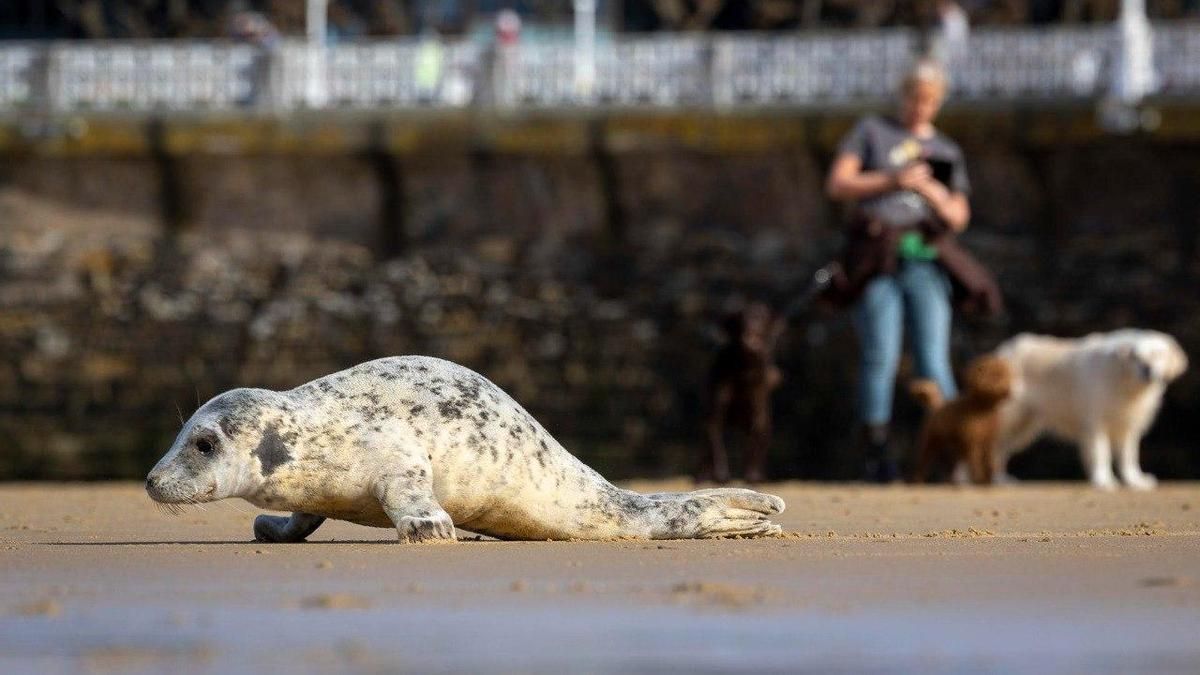 Aparece una foca en la playa de La Concha de Donostia y un guardia la custodia hasta que suba la marea