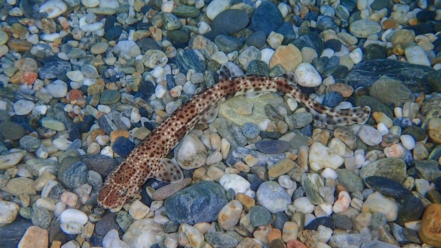 El Mediterrani, un mar enverinat: els gats alerten dels alts nivells de mercuri entre les seves aigües