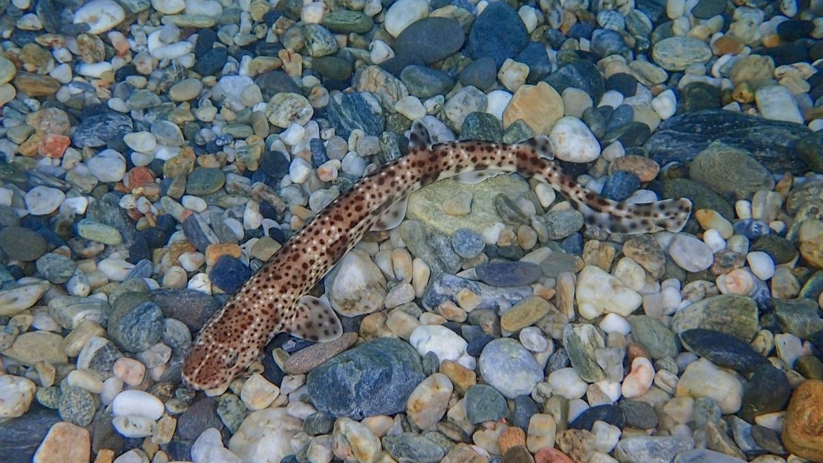 Tauró gat, criat per l'aquari d'Almuñécar i posteriorment alliberat al mar juntament amb 13 exemplars més (juny de 2018)