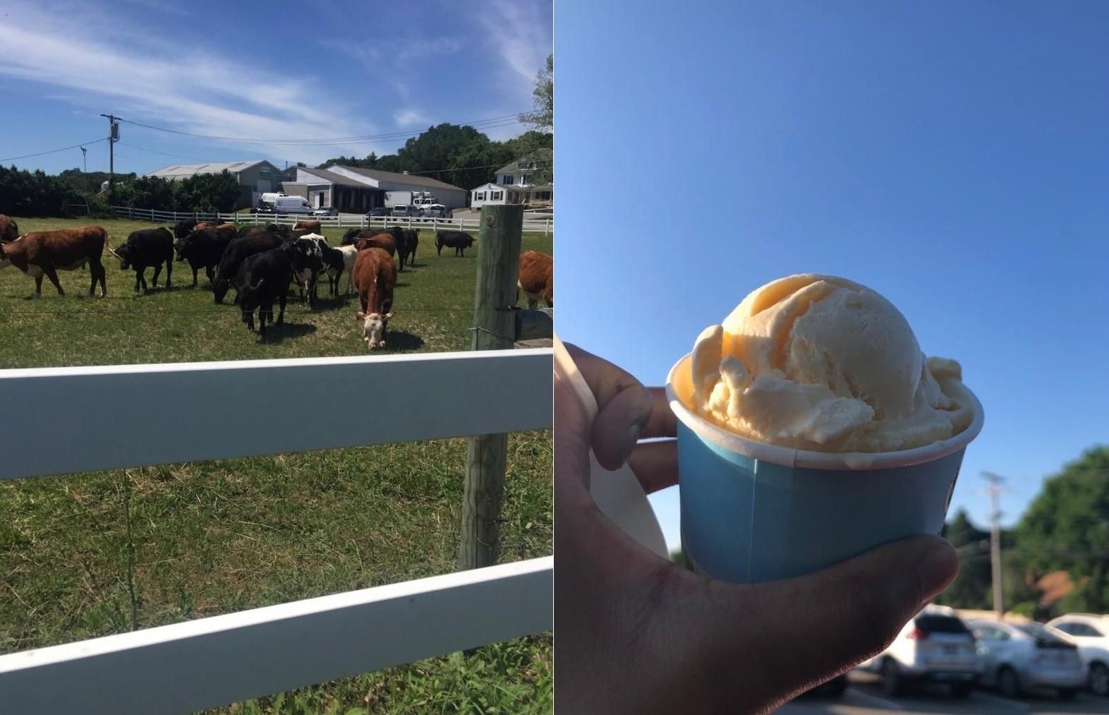 Una bola de helado de una heladería local de Estados Unidos y las vacas que lo hicieron posible.
