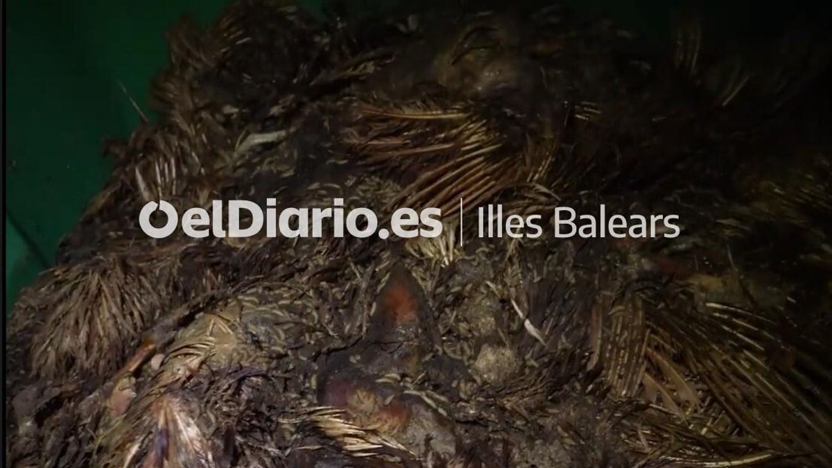 Les gallines mortes s'amunteguen a les instal·lacions d'Avícola Son Perot.