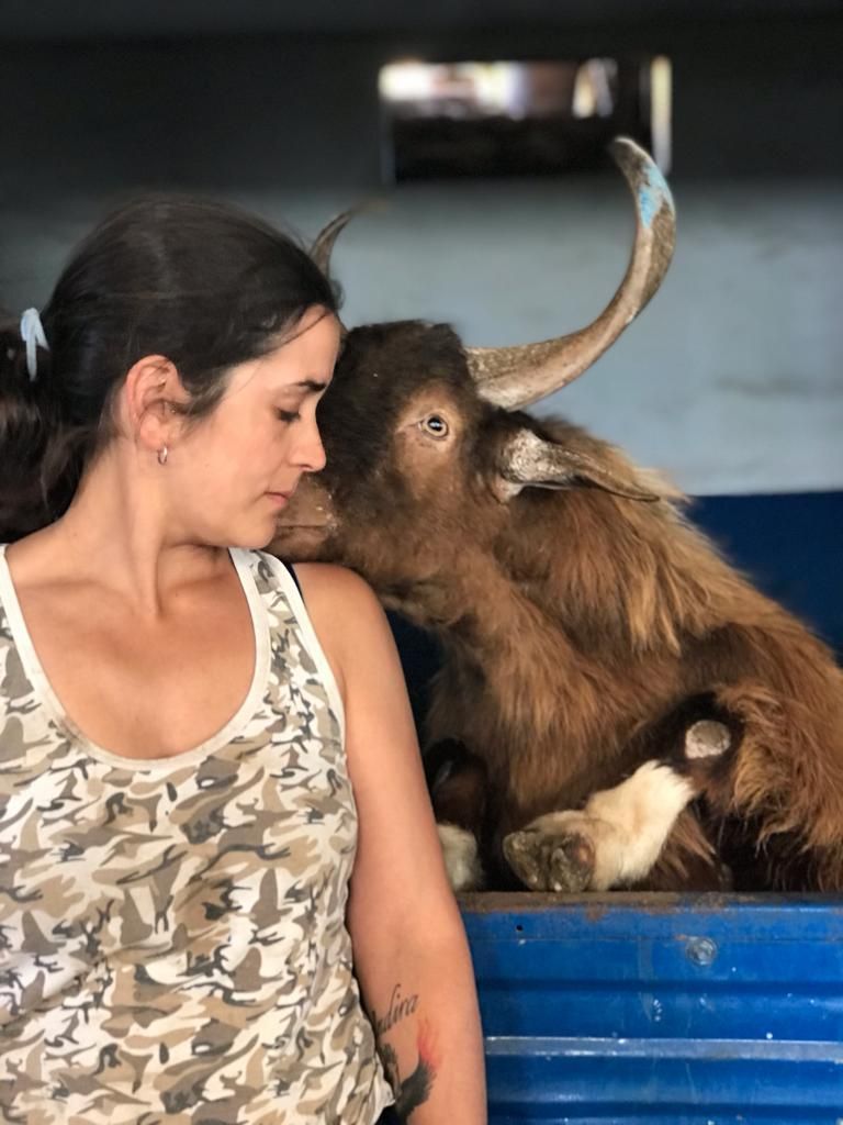 Brenda Rodríguez recibe un agasajo de una de sus cabras. Foto: MERCEDES R. VASSOU