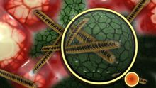 flora intestinal