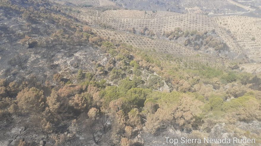 Razones detrás de 5.000 hectáreas quemadas en el incendio de Granada: ¿"sequía" o "mala gestión"?