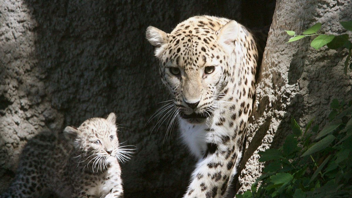 Un cachorro de leopardo (i) es fotografiado junto a su madre 
