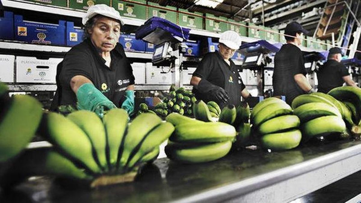 El plátano de Canarias inicia el calvario de precios propio del verano
