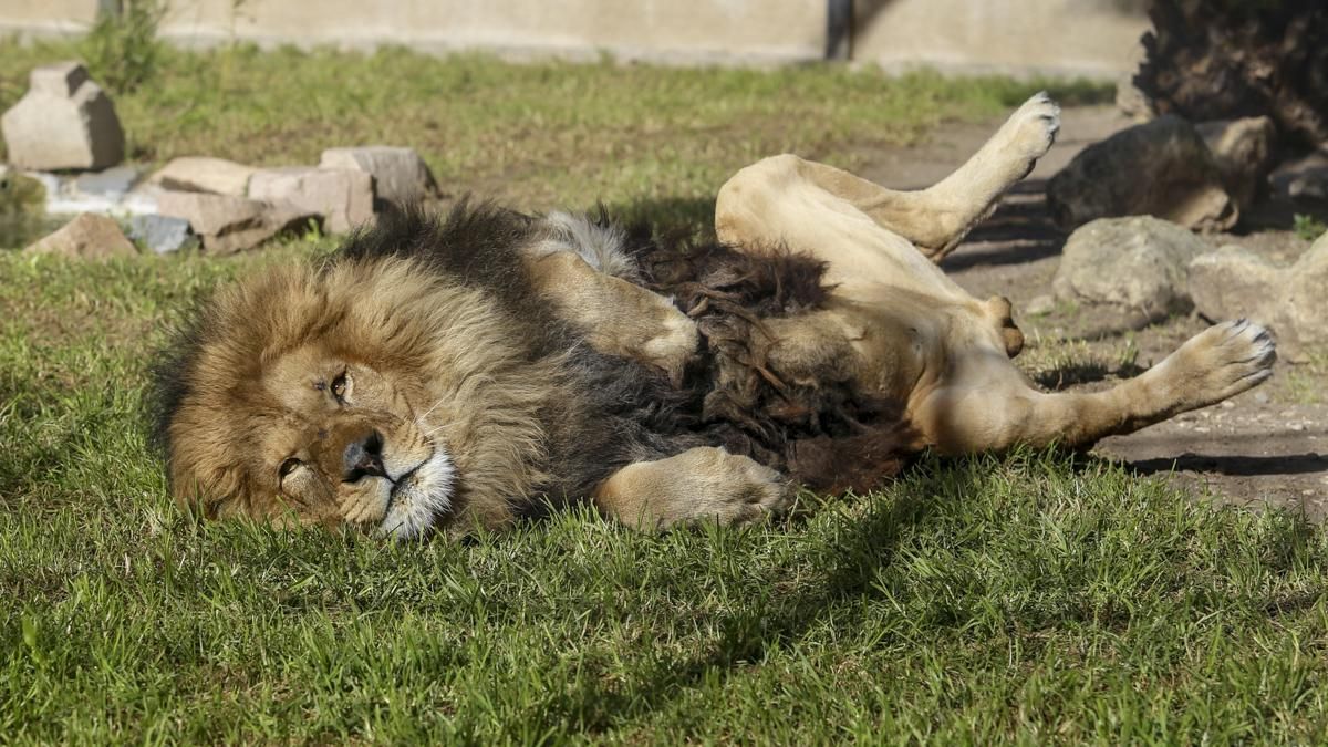 El león y la leona, Zazu y Aissa llegan al Zoo de Córdoba