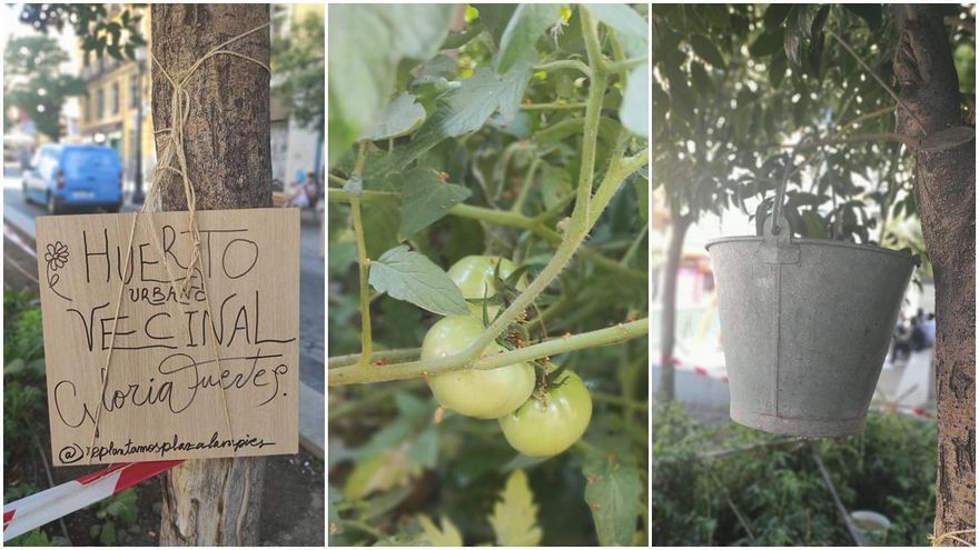El huerto vecinal Gloria Fuertes da sus primeros frutos: autogestión, comunidad y tomates en plena plaza de Lavapiés