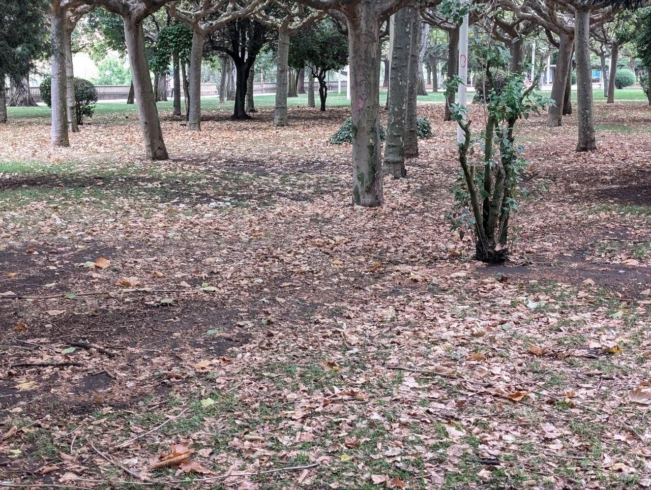 El llamativo otoño en pleno verano que se el clima acelera en el paisaje urbano de León