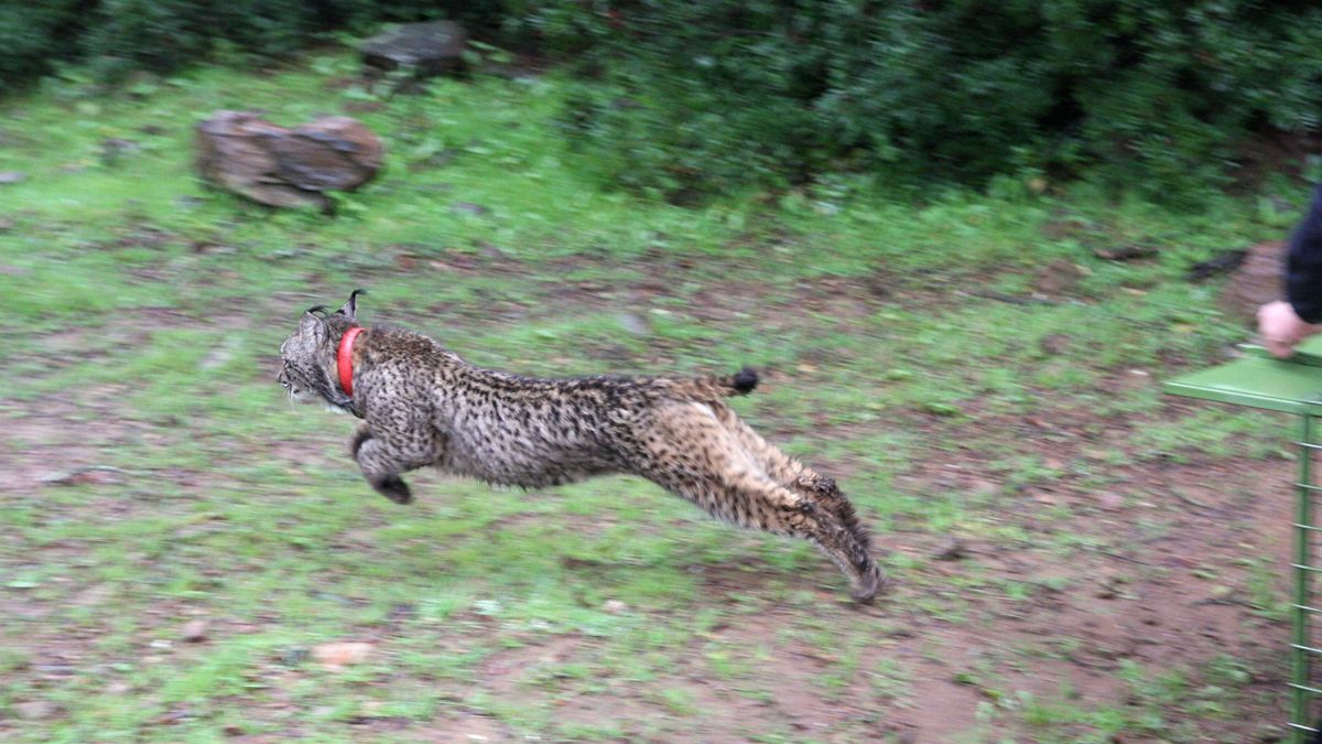 Archivo - Lince liberado por Medio Ambiente en Guarrizas (Jaén)