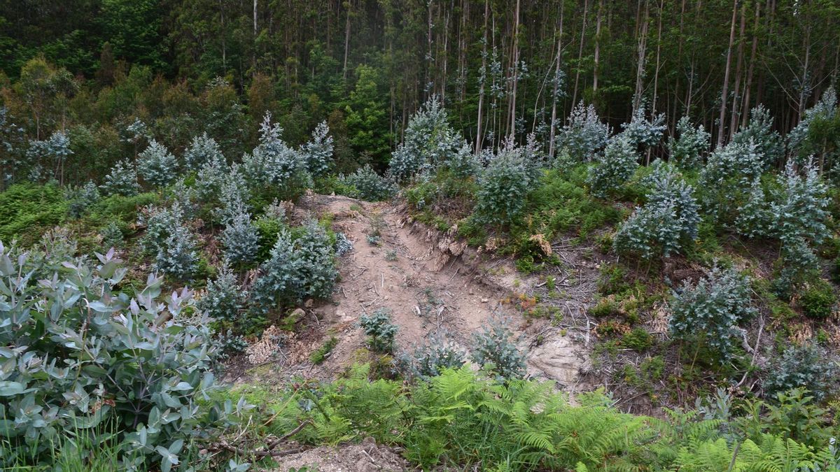 Imagen de la plantación de eucaliptos en la zona del Castro de Montoxo, en Alfoz (Lugo)