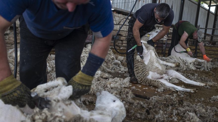 Esquiladores, una profesión que se desvanece en España: "Prácticamente no hay quien quiera realizar la actividad"