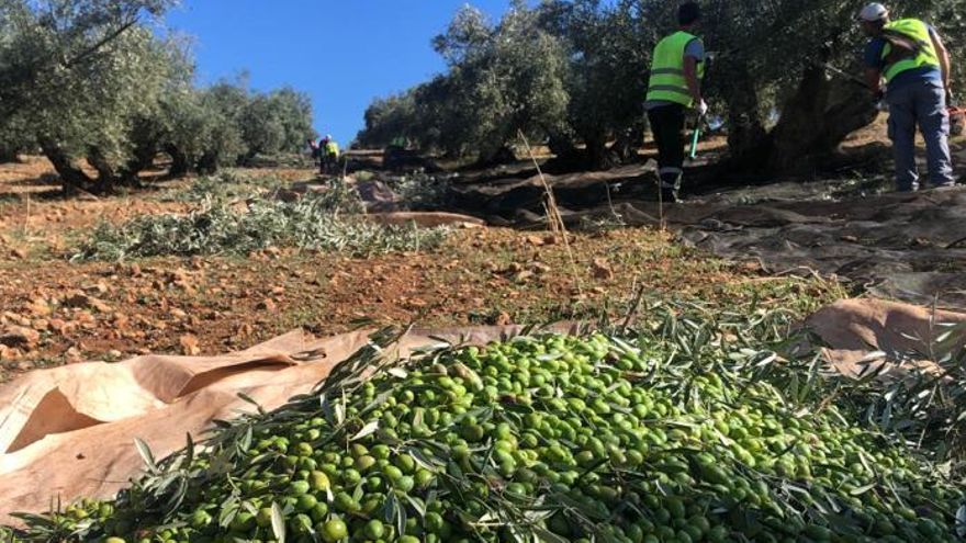 Recogida de la aceituna
