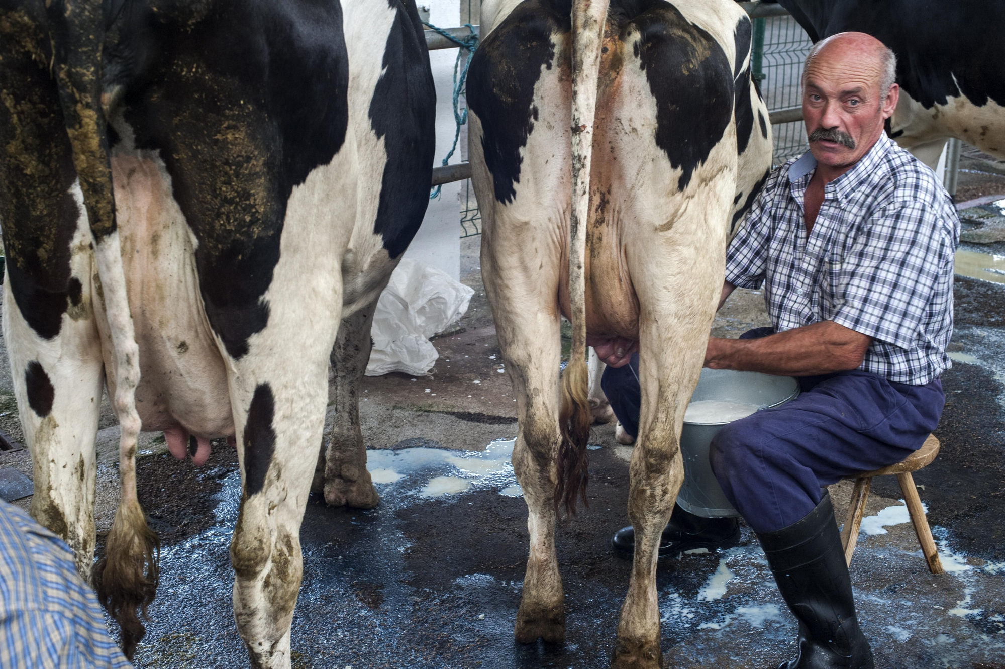 Un ganadero ordeñando a mano una de sus vacas en el Mercado Nacional de Ganados de Torrelavega (Cantabria) | JOAQUÍN GÓMEZ SASTRE