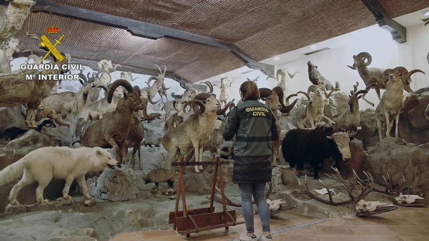 Ros Casares, la familia de empresarios morosos con un almacén de animales disecados valorados en 29 millones