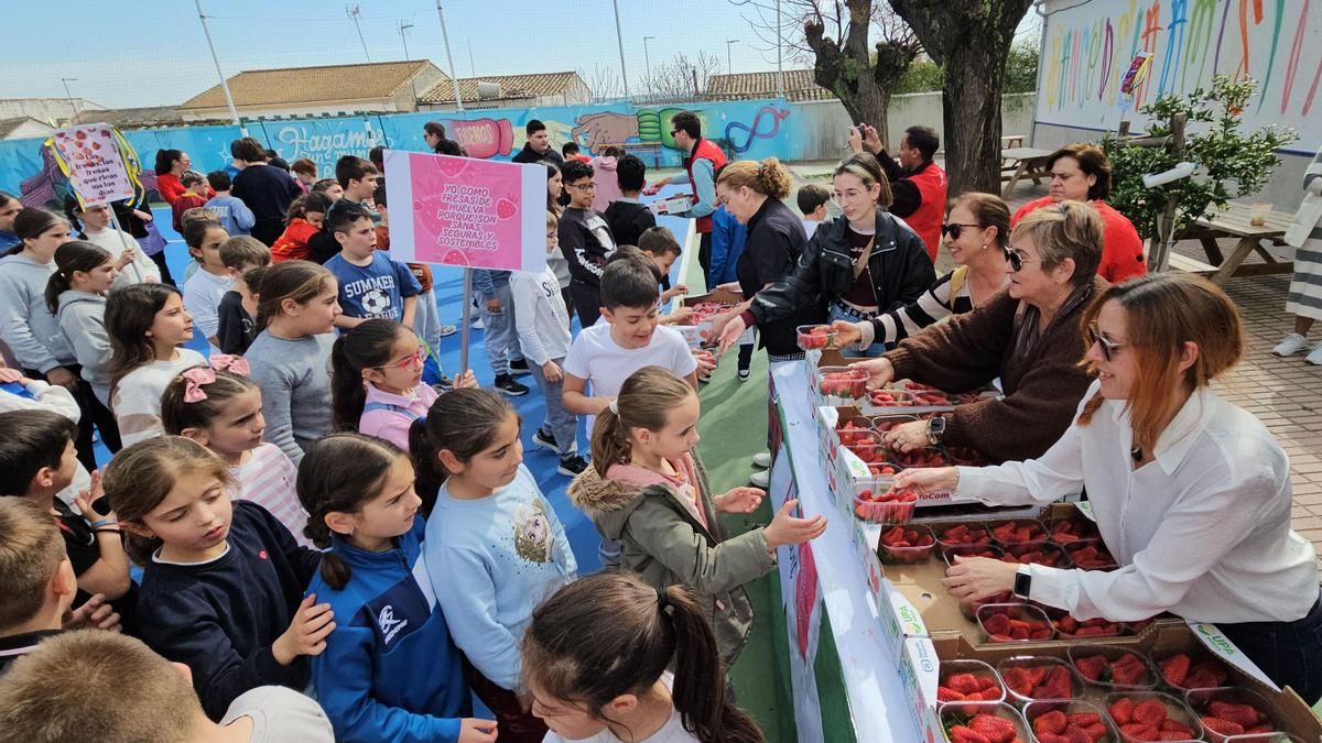 Adamuz y Huelva vuelven a unirse con el reparto de 2.000 tarrinas de fresas en el pueblo cordobés