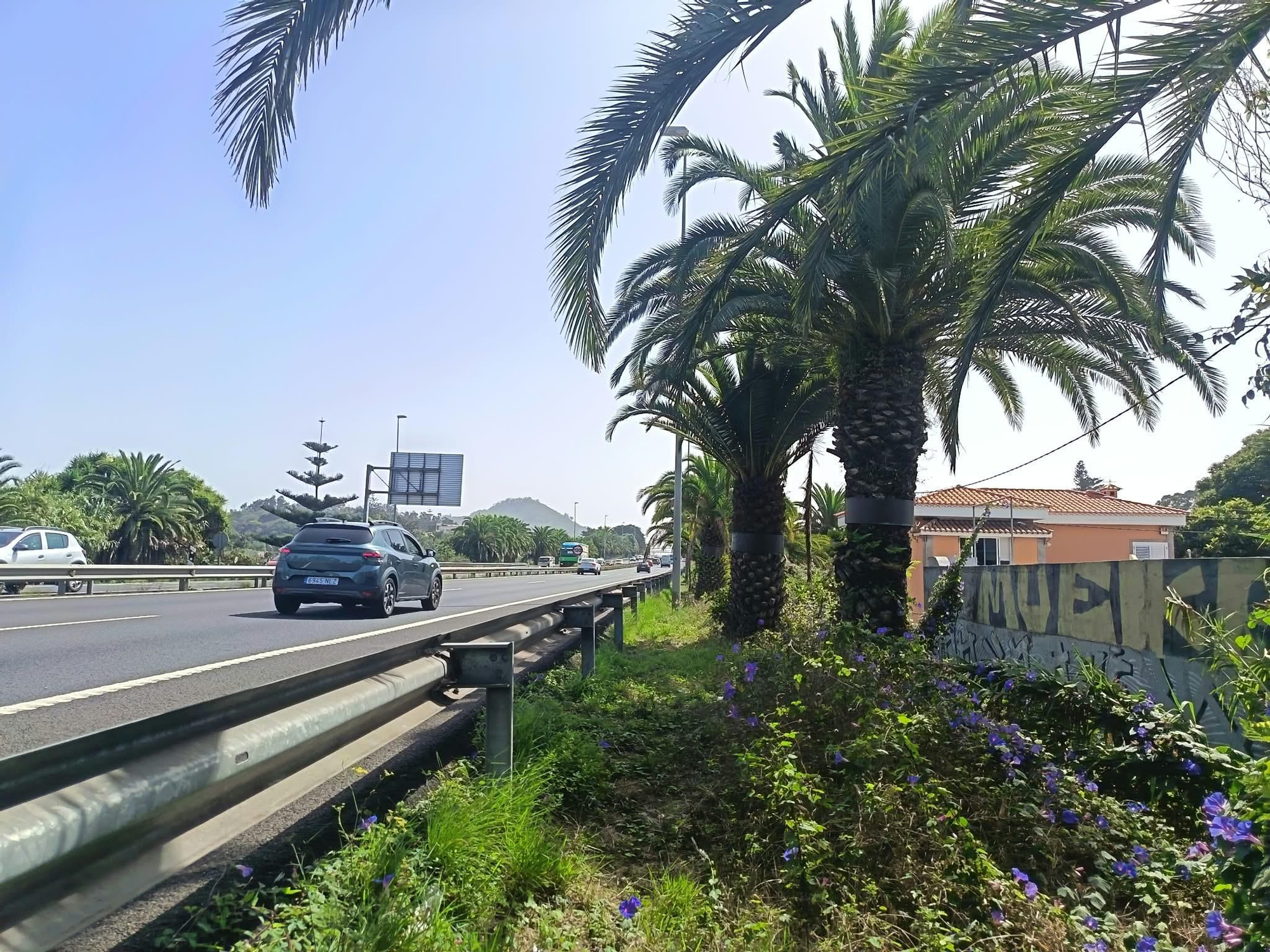 Palmeras junto al actual carril más lento de la TF-5 en sentido a La Laguna y Santa Cruz.