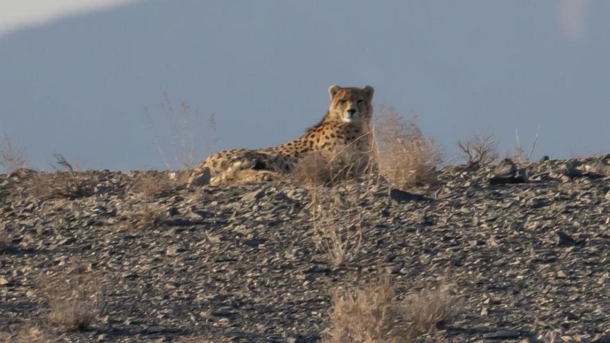 El felino más escaso del planeta sobrevive con 27 ejemplares y el conflicto en Irán pone su futuro al límite