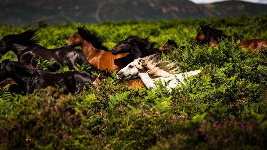 Caballos salvajes en la parroquia pontevedresa de Sabucedo