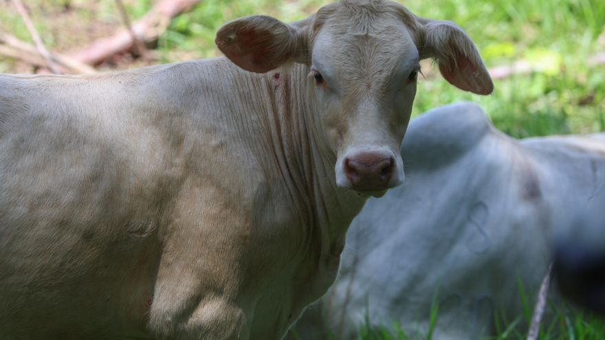 Centroamérica, México y EE.UU. unen esfuerzos para combatir el gusano barrenador