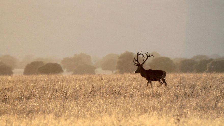 Cabañeros: 25 años abriendo una ventana al bosque mediterráneo