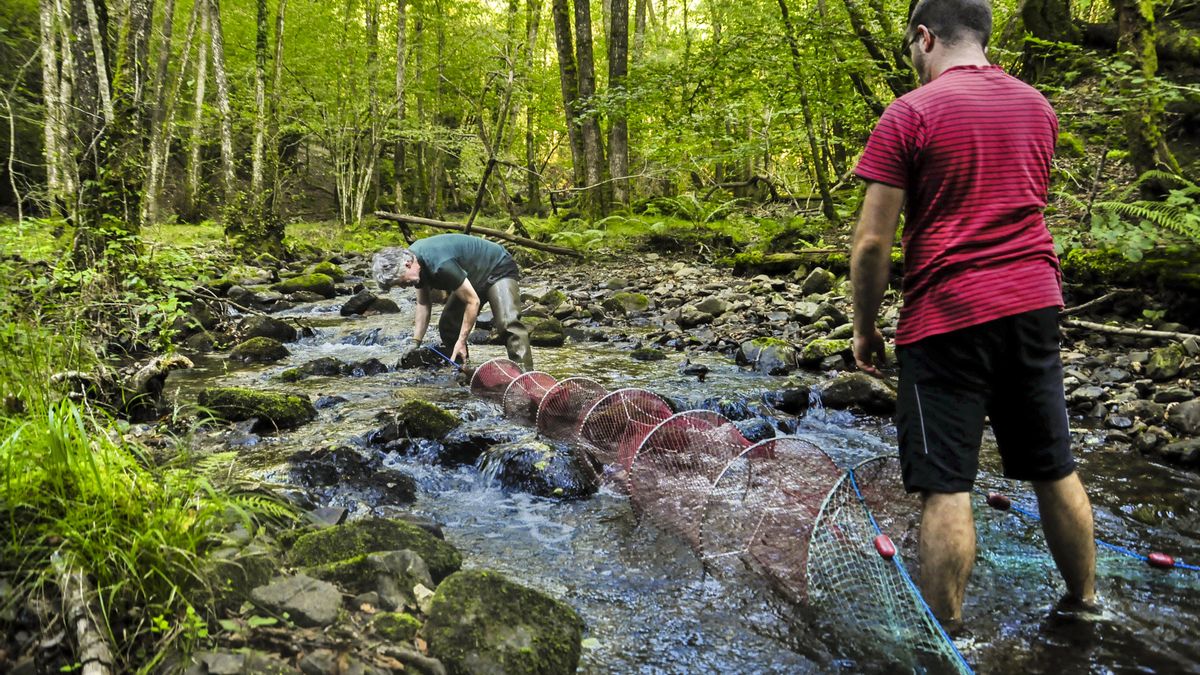 Los biólogos Jorge González y Jon Otheguy colocan las nasas para captura al desmán de los Pirineos en el río Urumea (Navarra).