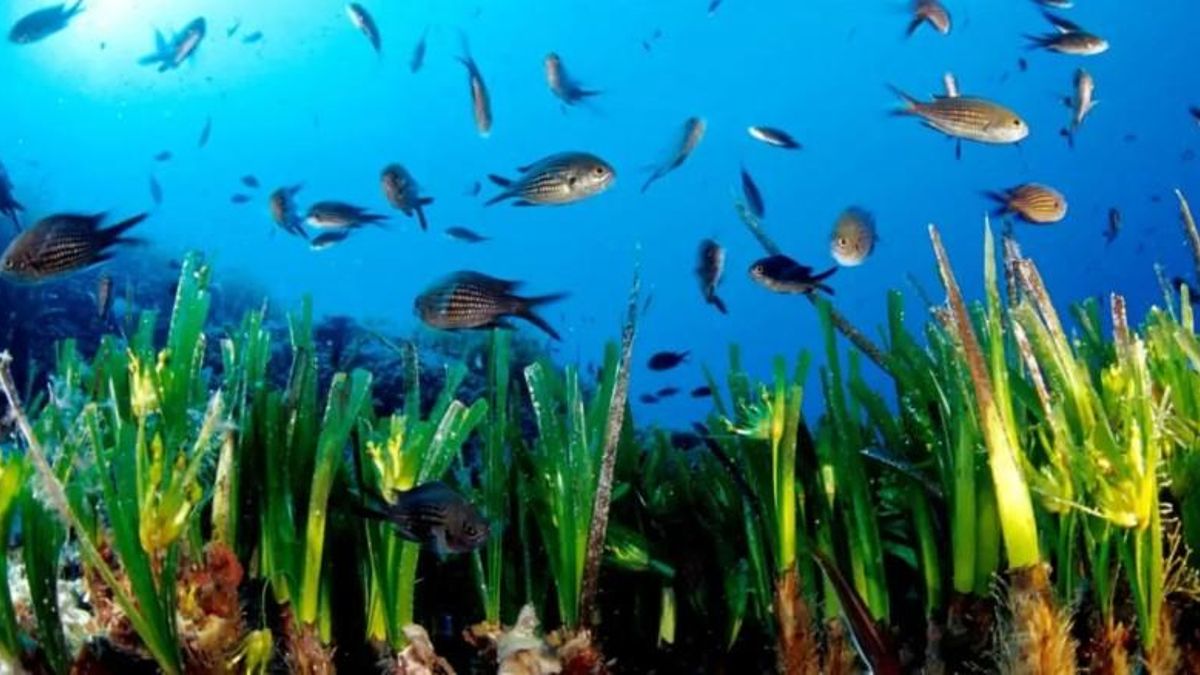 Prada de Posidònia oceanica a Formentera