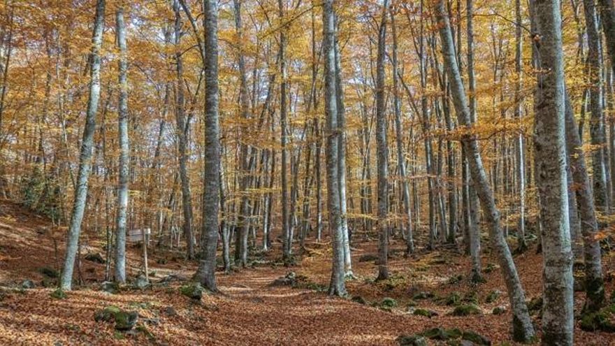 Así es pasear por un bosque que fue lava: el único hayedo volcánico de toda España