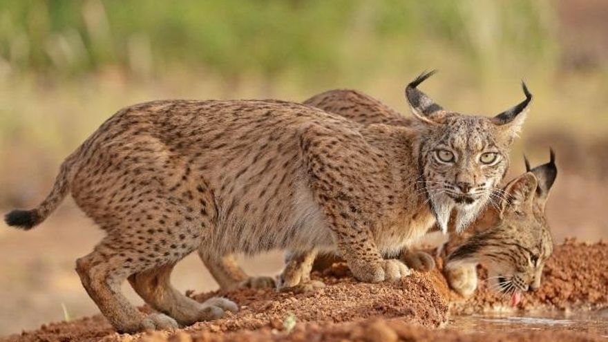 Castilla y León ultima un plan para reintroducir el lince ibérico tras de 40 años de extinción en la comunidad