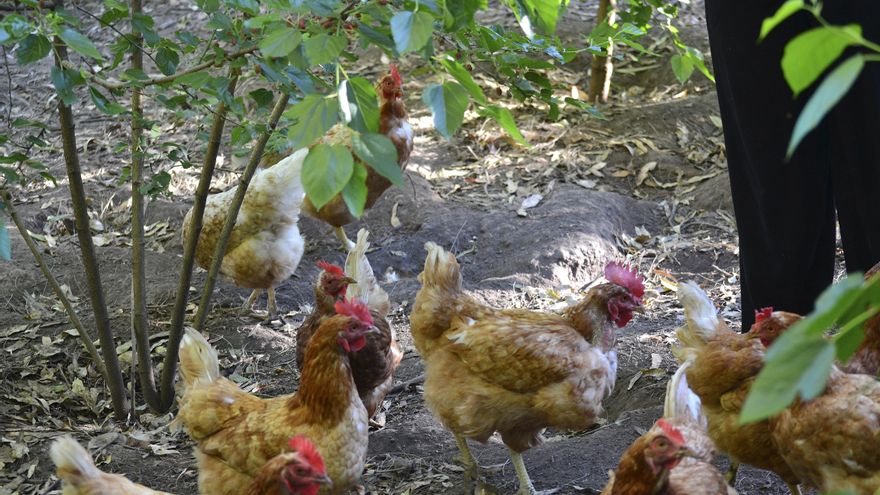 Confirmaron nuevos casos de influenza aviar, ahora en Santa Fe