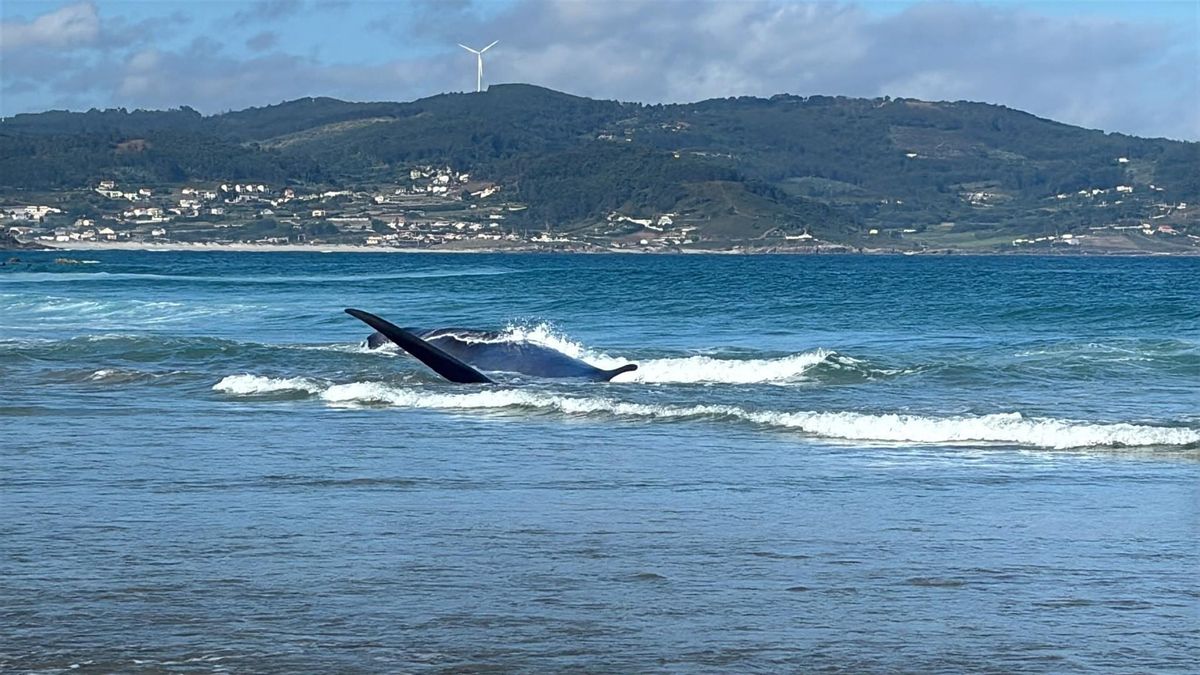 Consiguen remolcar a mar abierto una ballena varada en la playa de Arteixo (A Coruña)