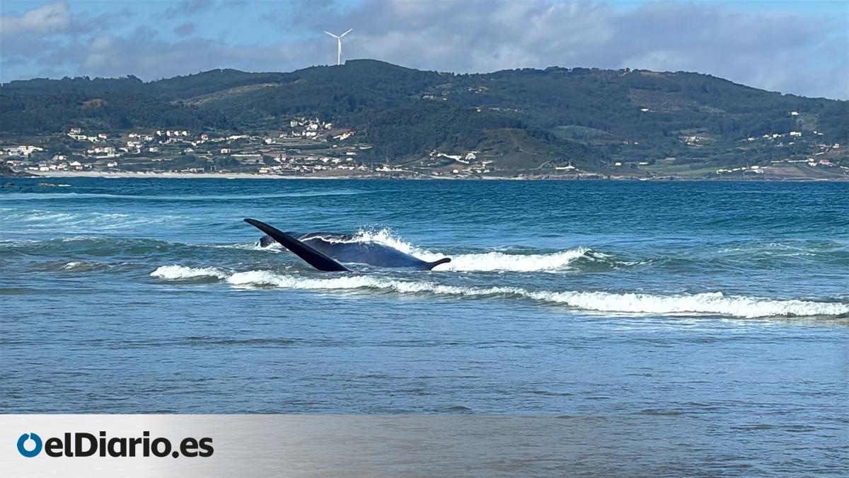 Consiguen remolcar a mar abierto una ballena varada en la playa de Arteixo (A Coruña) – elDiario.es