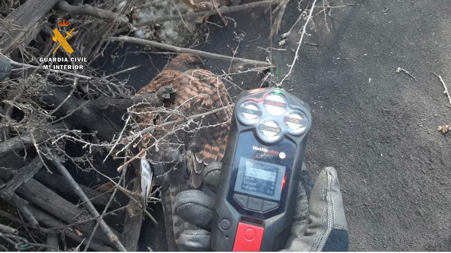 Un medidor de gases junto a un ave  muerta.