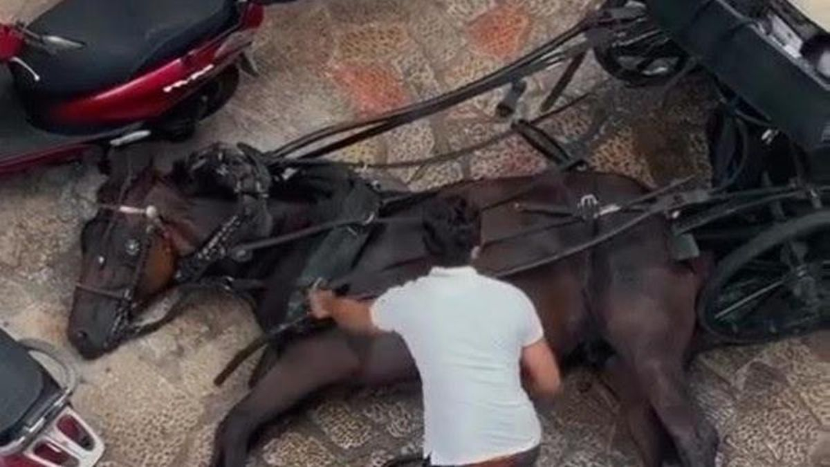 Un caballo que tiraba una calesa, desplomado en una calle de Palma.