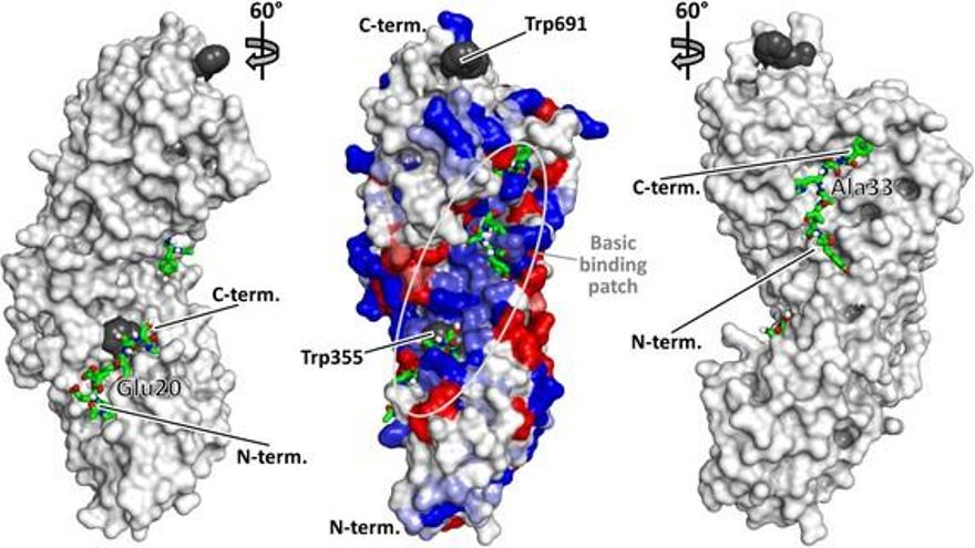 Una investigación granadina localiza una proteína que mejora el diagnóstico y el tratamiento del cáncer de pulmón