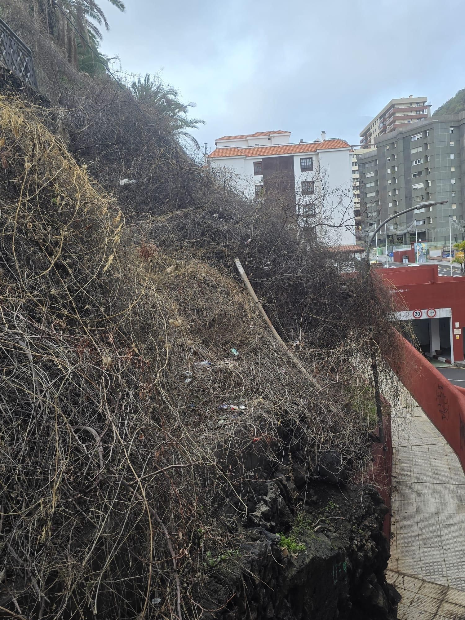 Maleza en el entorno de la avenida de El Puente, en Santa Cruz de La Palma (foto cedida por NC-BC).