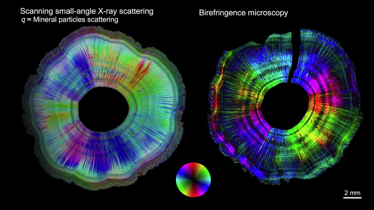Comparación de la anisotropía y la orientación de la sección transversal de la microestructura 2D.
