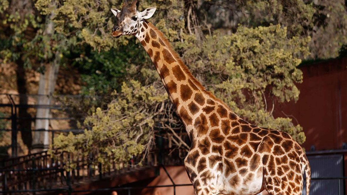 Una de las jirafas del Zoo de Córdoba | ÁLEX GALLEGOS