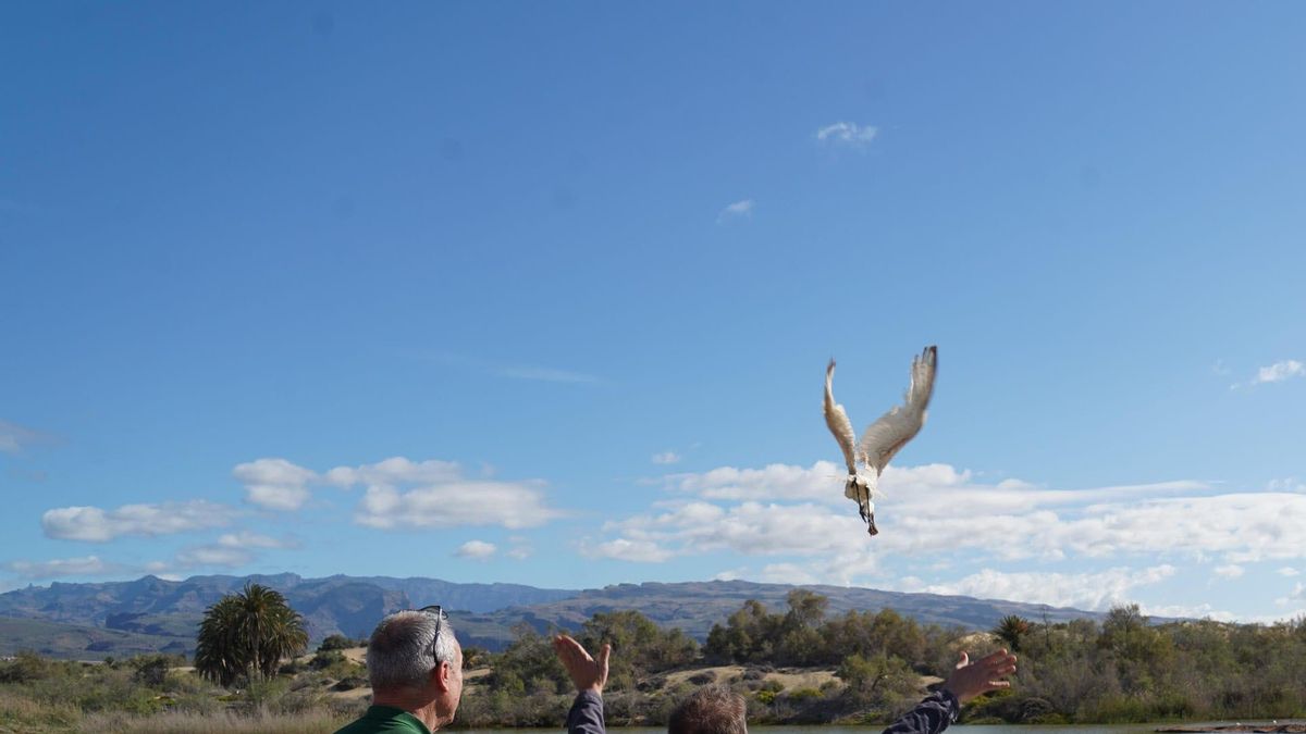 El Cabildo devuelve a su hábitat a una espátula tras su recuperación en el Centro de Fauna Silvestre de Tafira