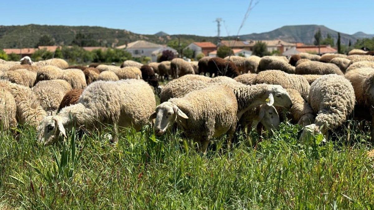 Castilla-La Mancha ha comprado 700.000 dosis de vacuna para prevenir la lengua azul en la cabaña ganadera