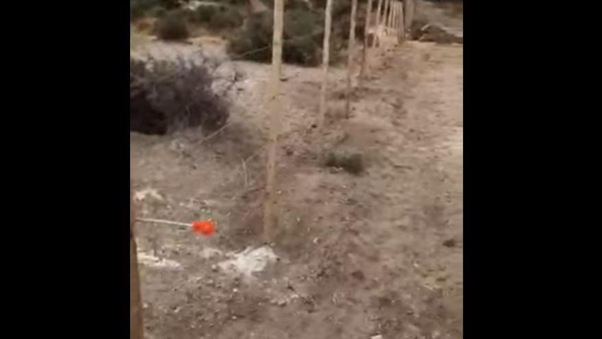 Denuncian en Chubut una matanza de 300 pichones de pingüinos y la destrucción de nidos