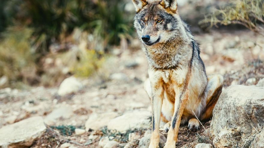 El censo del lobo que Cantabria traslada al Ministerio: crece la población un 90% en 10 años y ocupa el 80% de la superficie