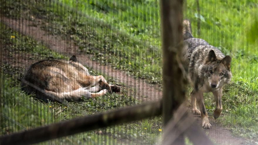 Asturias comenzará a abatir lobos este año tras la aprobación de su salida del Lespre