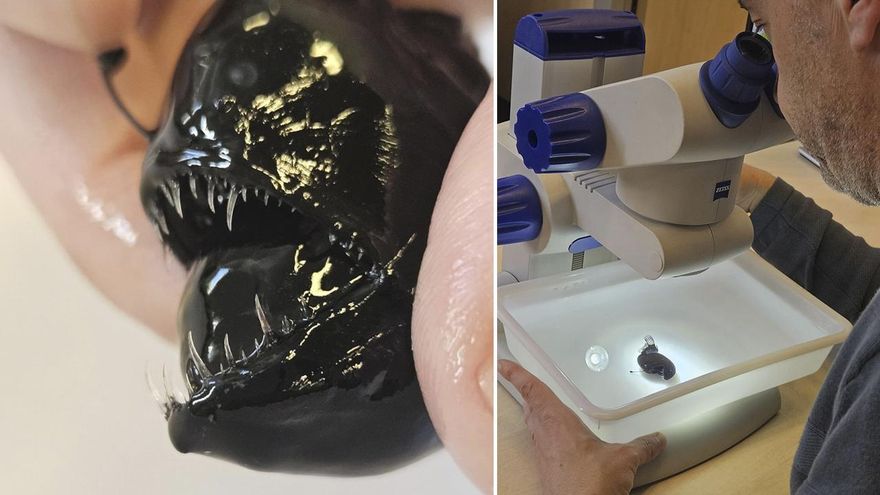 Los científicos tratan de explicar por qué el pez diablo negro emergió del abismo: “Venía huyendo de otro mundo”