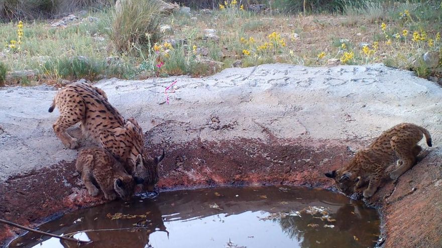 Nacen los primeros cachorros de lince ibérico en la provincia de Cuenca