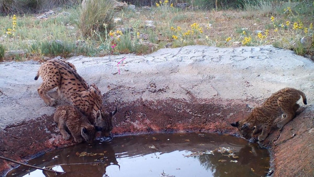 Nacen los primeros cachorros de lince ibérico en la provincia de Cuenca