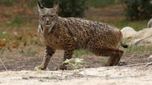 La recuperación del lince ibérico, orgullo nacional