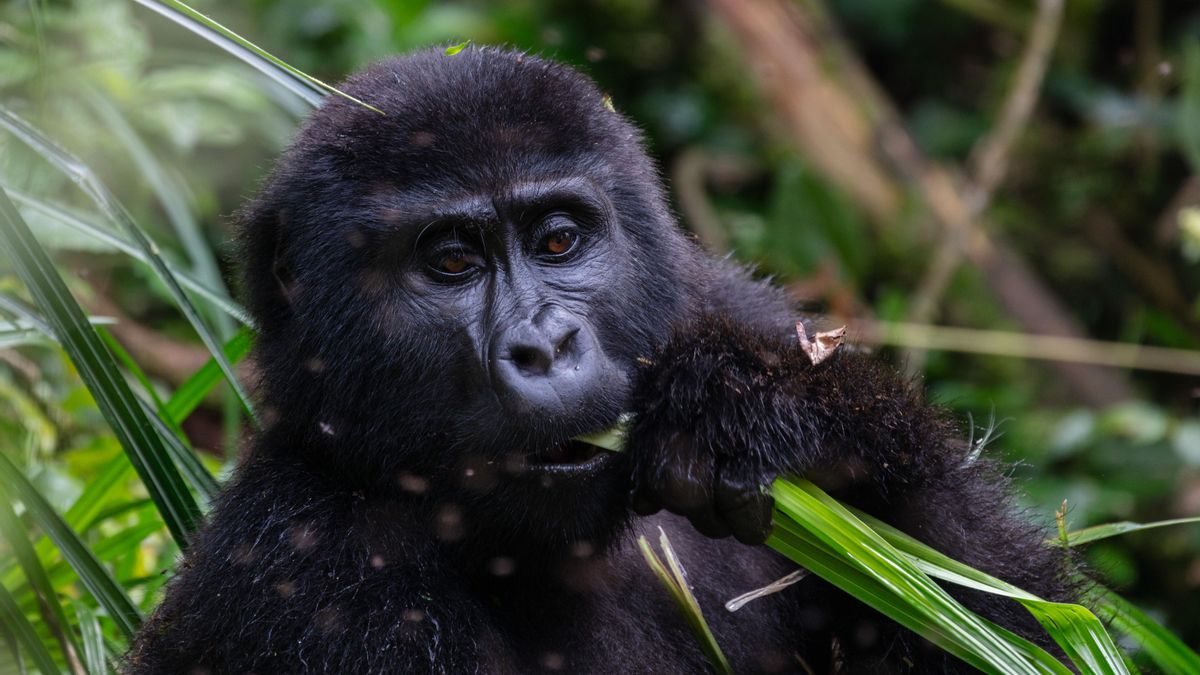 Gorila de montaña en Uganda, en una foto de recurso